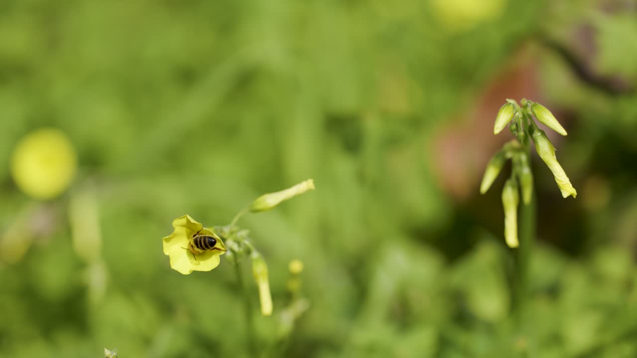 Honeybee gathers nectar and pollen from yellow wildflower, macro close-up, natural sunlight, shallow focus