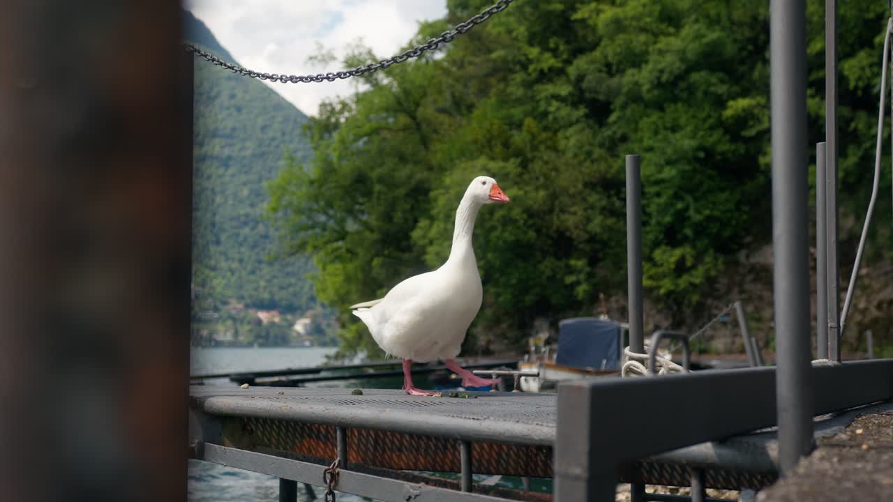 Curious goose walks around dock with floating boat behind at Lake Como, Italy (Lago di Como, Italia), calm and scenic