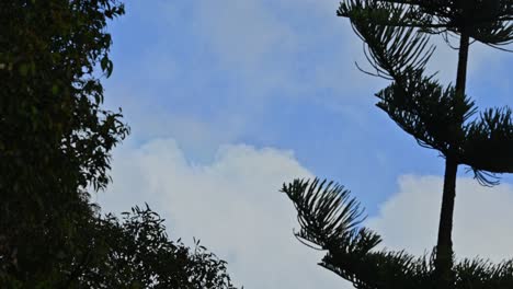 Timelapse-of-a-rainbow-appearing-between-2-trees