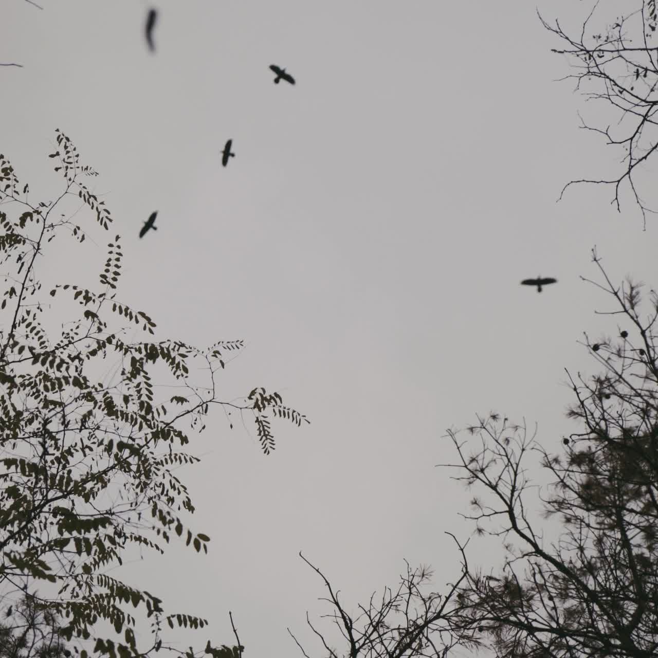Ravens above the trees
