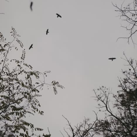 cuervos por encima de los árboles