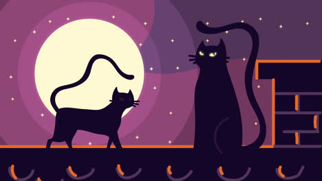 happy halloween animation with black cats in wall