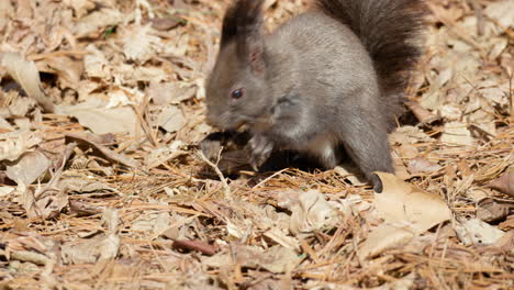 eurasian red squirrel take nut out of hidden storage place in fallen leaves