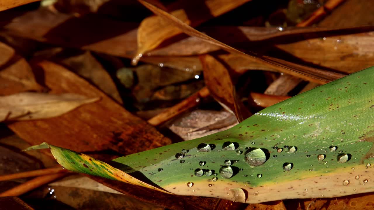 Foglie secche cadute che riposano sul suolo della foresta all'interno di un ruscello himalayano di acqua dolce poco profondo