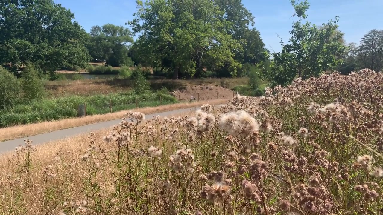 Cardi selvatici inariditi che cuociono al sole accanto a un sentiero a Hampstead Heath, durante l'intensa siccità estiva del 2026.