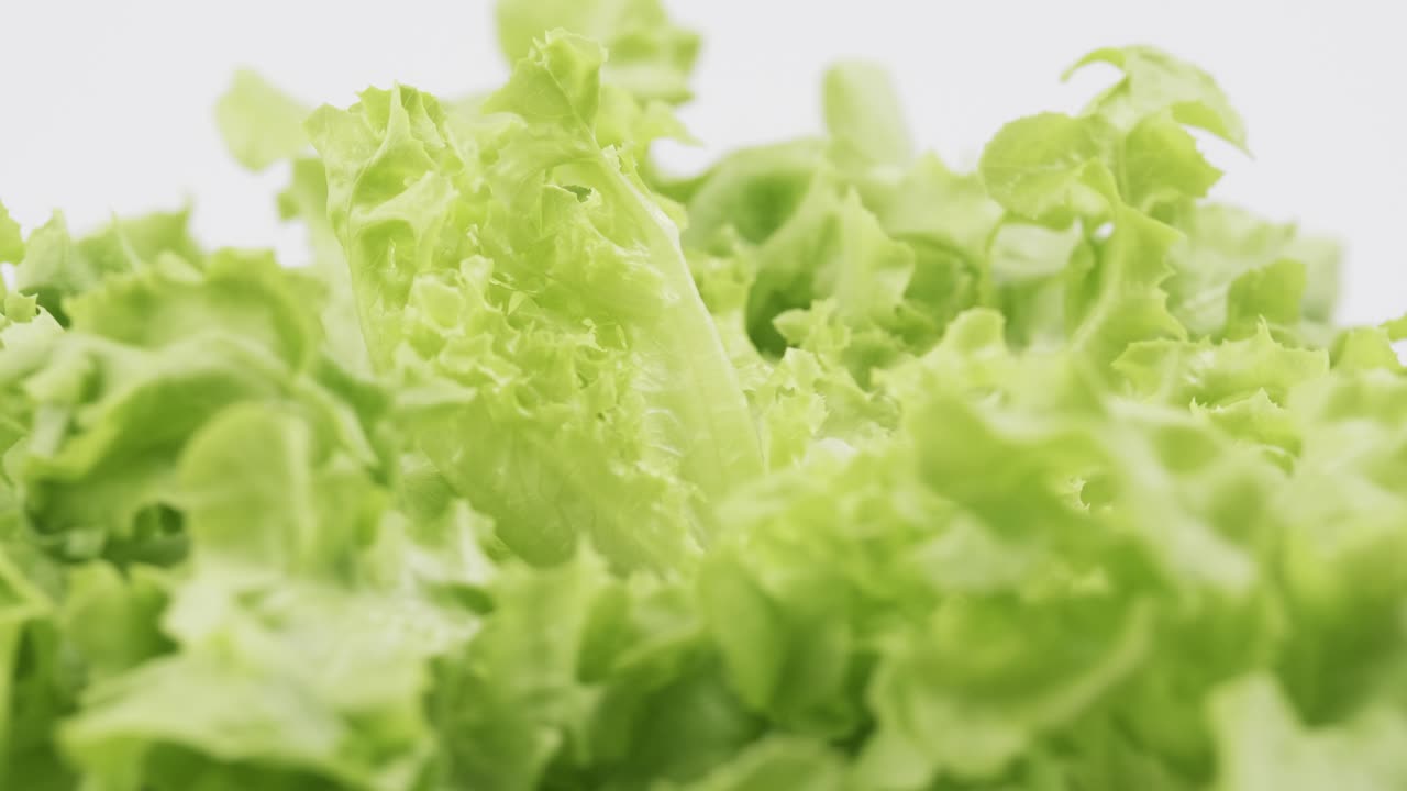 la lechuga fresca de roble verde plantada al estilo hidropónico está bellamente colocada y gira lentamente
