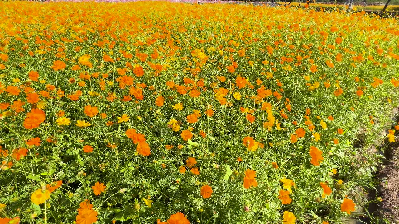 푸른 에서 활기찬 오렌지 꽃