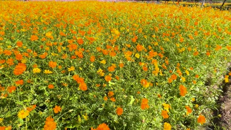 flores de naranja vibrantes en un campo verde exuberante