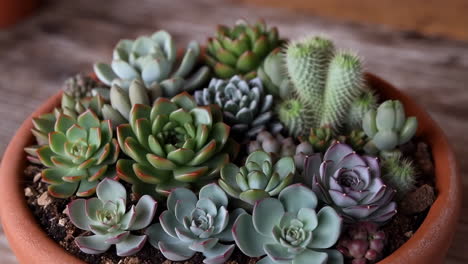 succulent and cactus arrangement