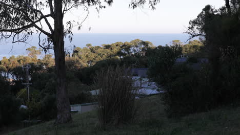 Static-view-capturing-refreshing-breeze-gently-blows-through-the-trees-in-suburban-area