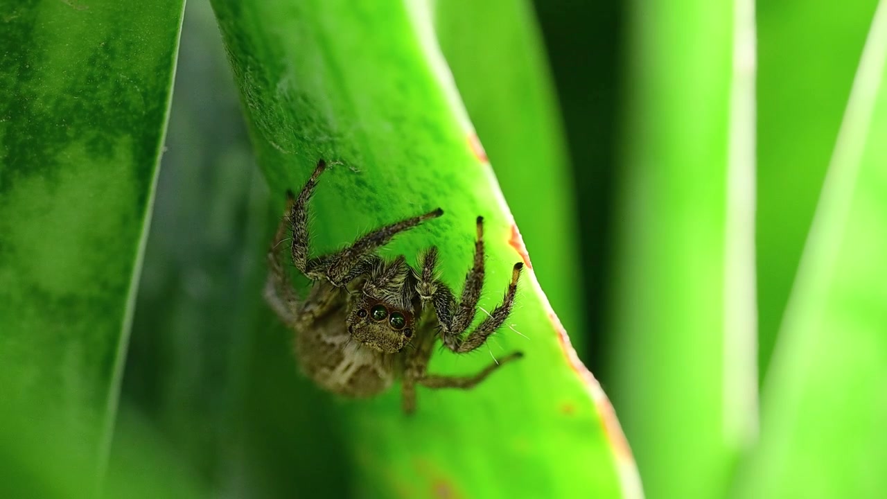 A sharp, extreme macro photograph captures a pantropical jumping spider actively moving its furry pedipalps on a bright green leaf.