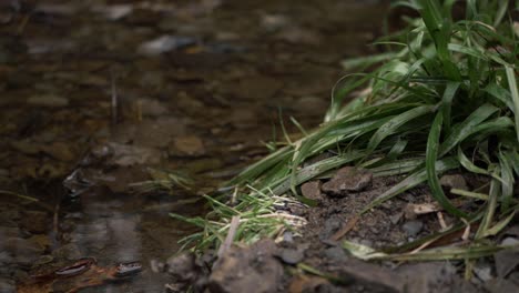 la hierba crece al lado de un arroyo natural en primer plano.