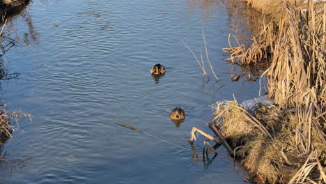 two mallard ducks swimming in river with dried reeds