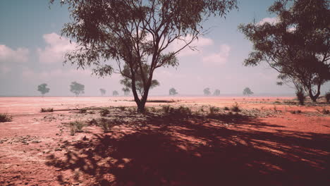 Grandes-árboles-De-Acacia-En-Las-Llanuras-De-Sabana-Abierta-De-Namibia