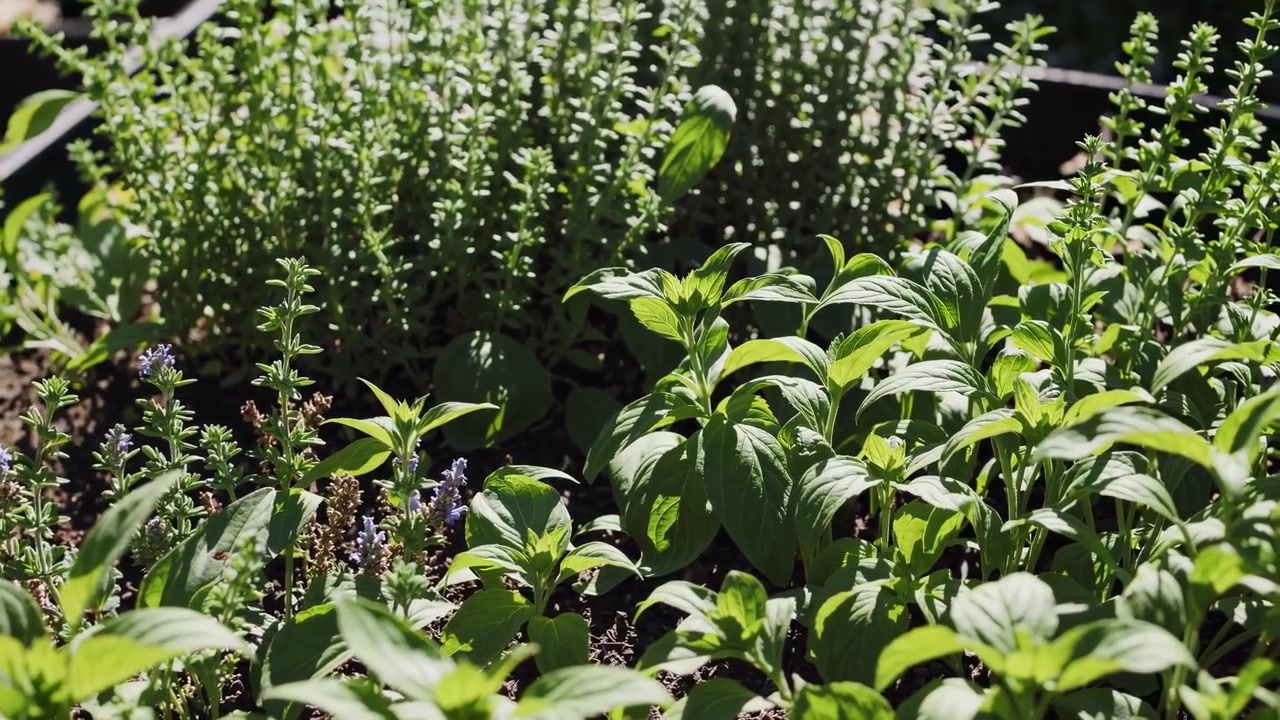 Erbe aromatiche fresche e verdi che crescono in un'aiuola soleggiata