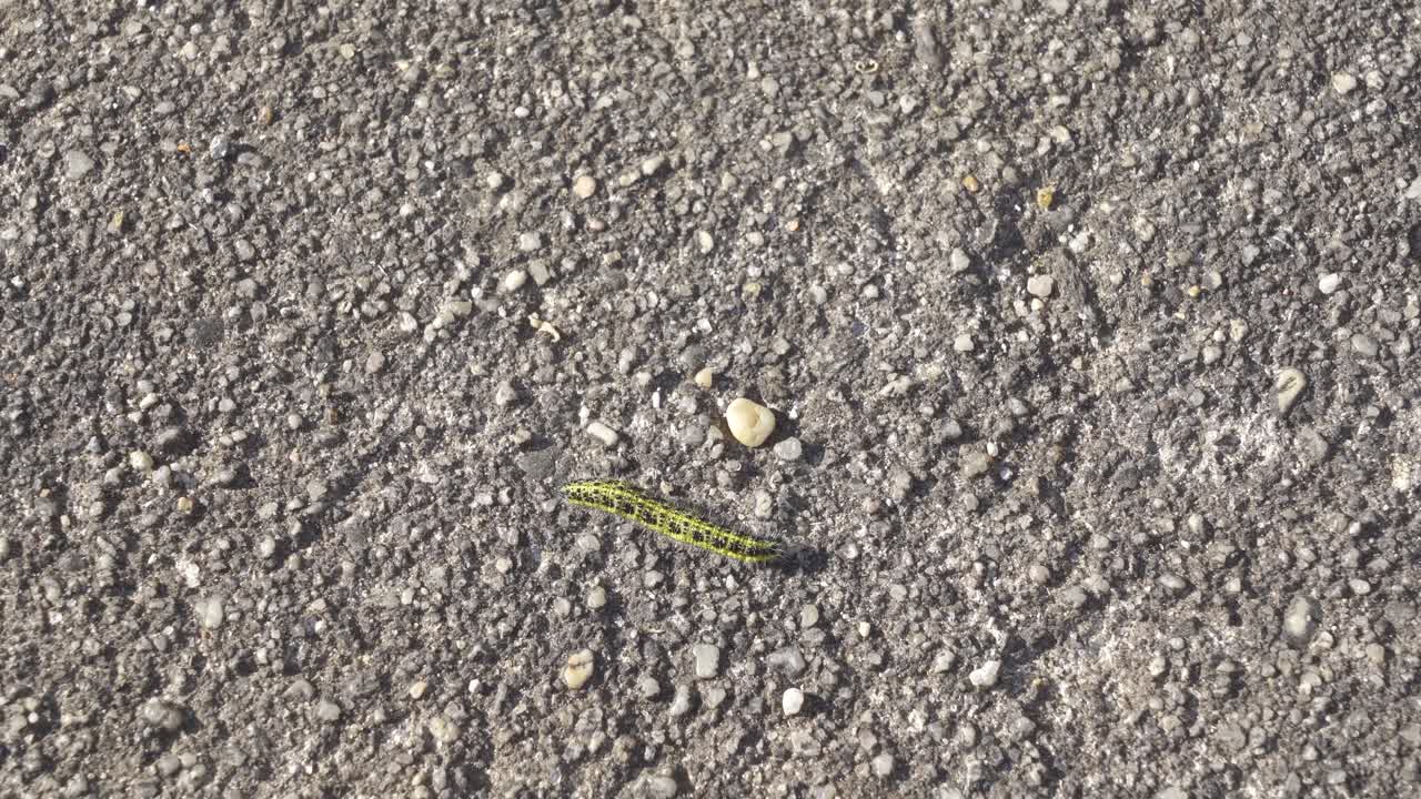 oruga en un camino de grava