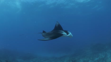 a large manta ray swoops and hovers over an underwater scuba diver blocking out the sun then continues to swim through the clear blue tropical island waters