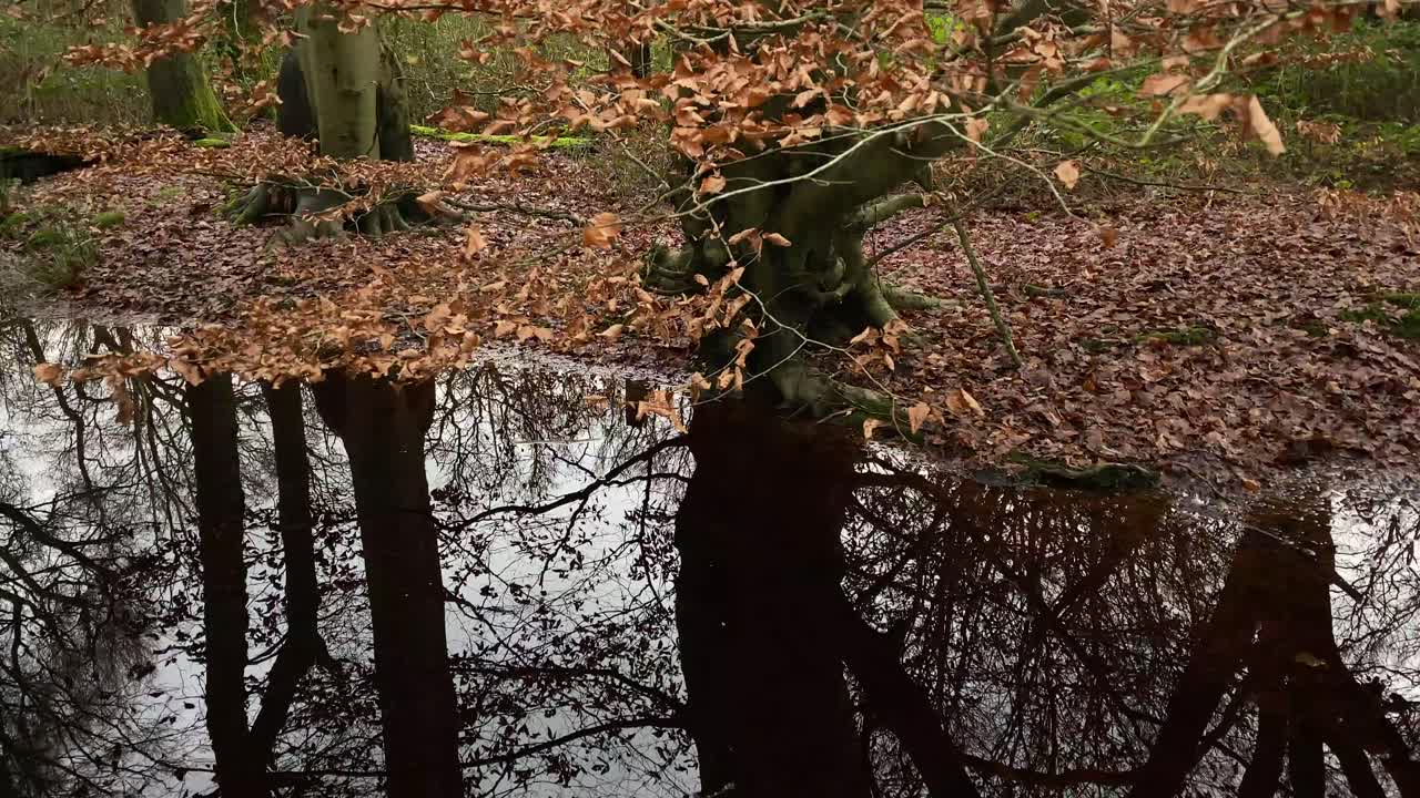 Reflections in a pool of water in and English Forest showing winter trees and dark peat coloured water