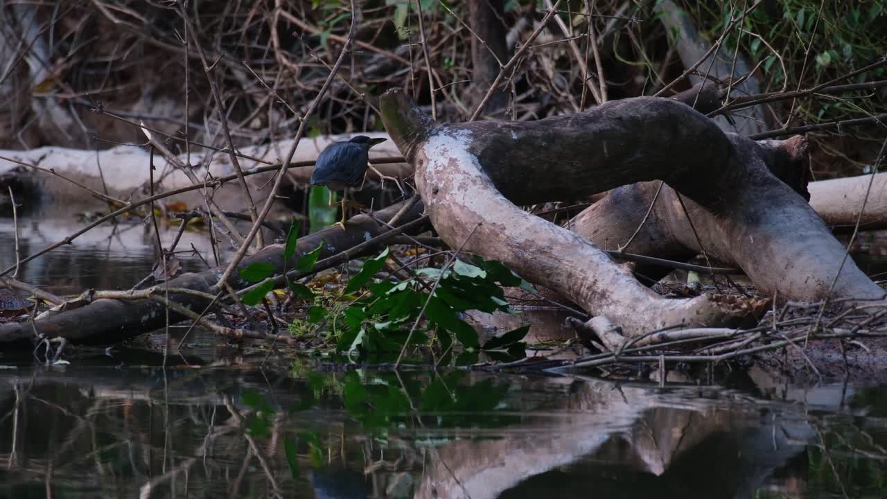 visto yendo a la derecha escondiéndose detrás de un tronco caído mientras acecha una presa justo antes del anochecer, garza estriada butorides striata, tailandia