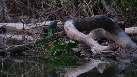 Seen-going-to-the-right-hiding-behind-a-fallen-log-while-stalking-a-prey-just-before-dark,-Striated-Heron-Butorides-Striata,-Thailand