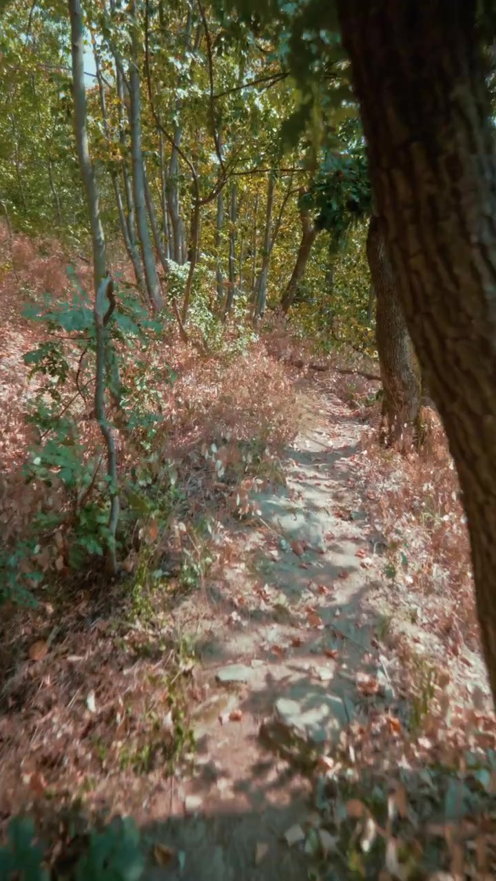 Un video vertical filmado con un movimiento suave a lo largo de un sereno sendero de tierra cubierto de hojas naranjas, rodeado de árboles altos en un bosque soleado, capturado con una lente ultra gran angular bajo la luz natural del sol.
