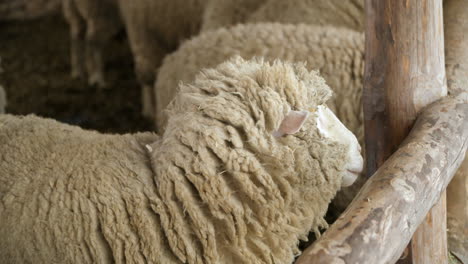 merino breed sheep in a barn - close up