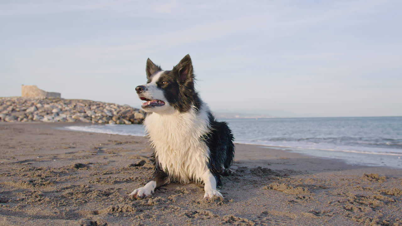 plano general del perro border collie ladrando y tumbado en la playa
