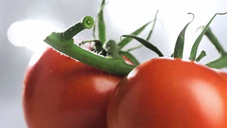 macro toma de ramas de tomates frescos girando en cámara lenta, concepto de alimentación saludable