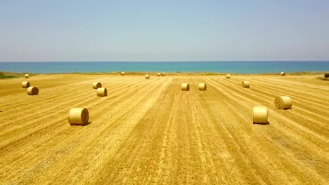 yellow field with round sheaves of hay. harvest