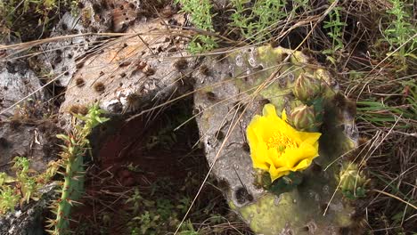 Primer-Plano-De-Una-Flor-De-Cactus-De-Texas-Amarillo