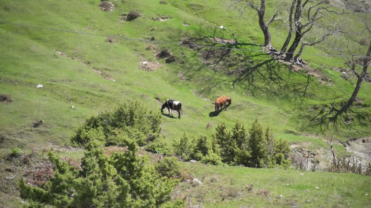 Two cows feeding in the pasture on a field in the mountain on a sunny day