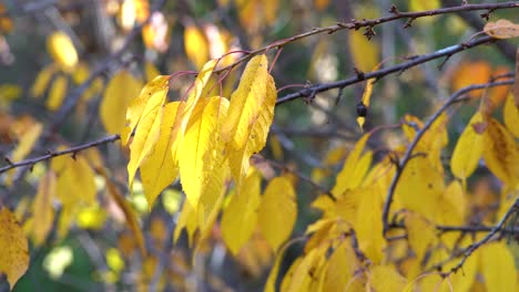 hojas con un cálido resplandor soleado en la escena de otoño