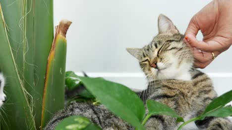 cute cat being petted by a person