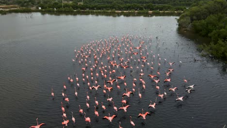 Eine-Große-Herde-Läuft-Im-Seichten-Wasser-Und-Geht-In-Die-Mitte,-Um-Nach-Nahrung-Zu-Suchen,-Während-Die-Drohne-Folgt,-Karibischer-Flamingo-Oder-Amerikanischer-Flamingo,-Phoenicopterus-Ruber,-Insel-Margarita,-Venezuela