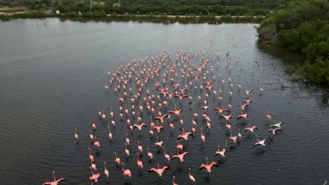 a big flock running in shallow water going into the middle to forage for food as the drone follows, caribbean flamingo or american flamingo, phoenicopterus ruber, margarita island, venezuela