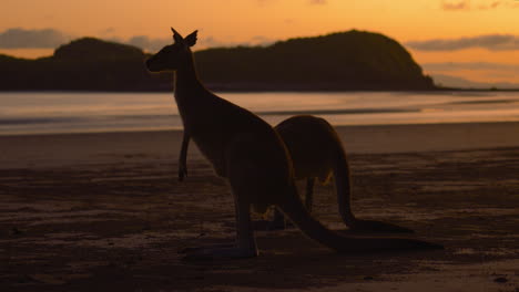 wild wallaby and kangaroo feeding on a sandy beach at cape hillsborough national park, queensland at sunrise