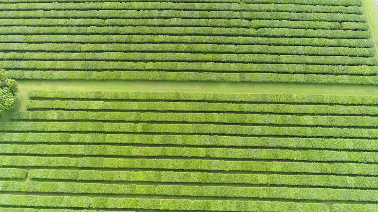 Aerial shots of apple orchards