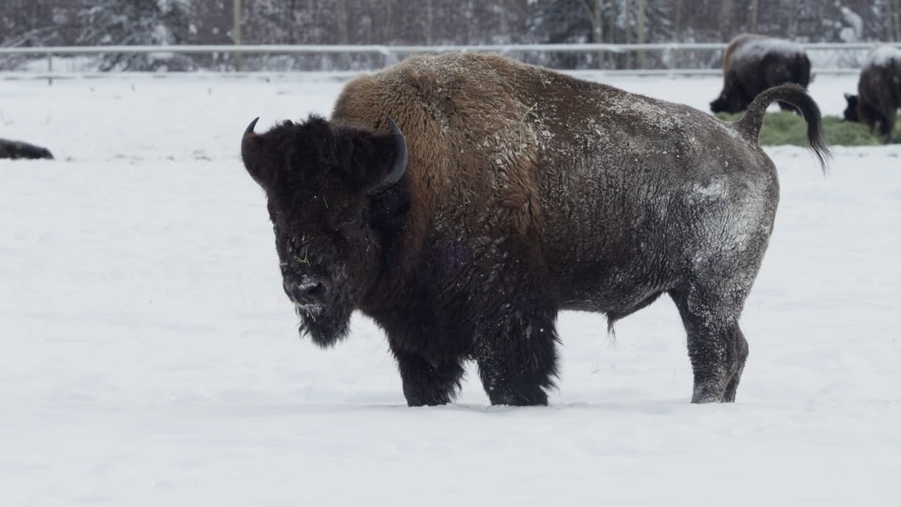 캐나다 유콘 주 화이트호스 의 눈  에 서 있는 비손 의 초상화