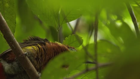 Low-angle-of-Aracari-perched-on-branch-in-Tambopata-National-Reserve