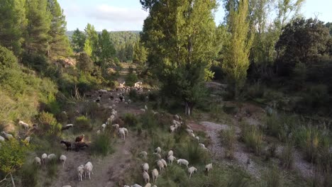 Schafherde,-Die-Zwischen-Bäumen-In-Se-Spanien-Läuft