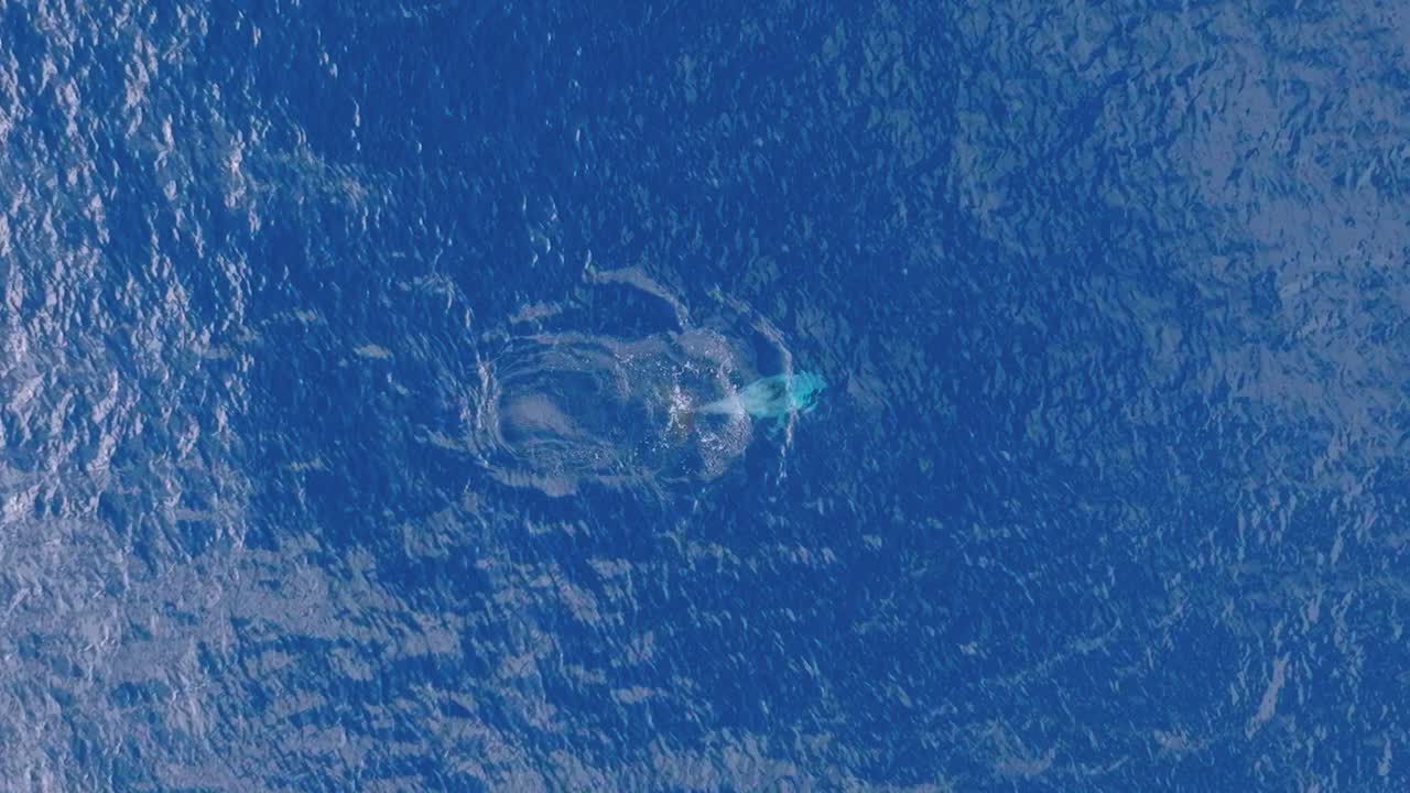 Risso's dolphin takes breath and dives down into azure ocean, top-down aerial