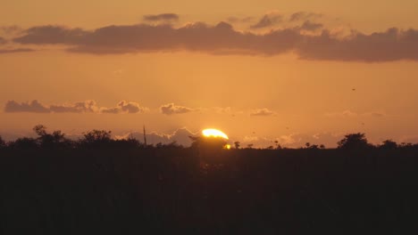 warm everglades sawgrass sunset with blackbird silhouettes flying by