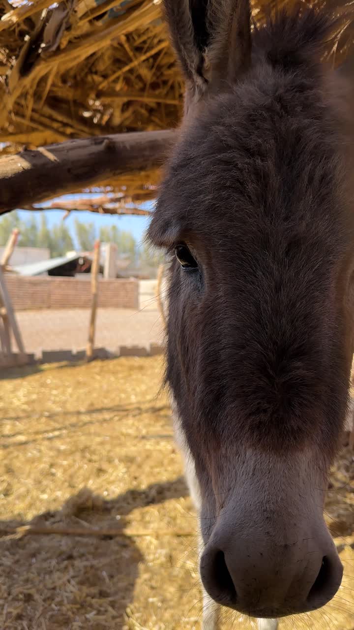 fluffy face of Animal village donkey in desert brown skin close up peaceful Iran nature scenic wildlife destination in summer sunlight outdoors vacation middle east wanderlust environment holiday