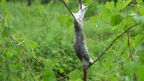 Eriogaster-Lanestris,-Allgemein-Bekannt-Als-Der-Kleine-Eggar