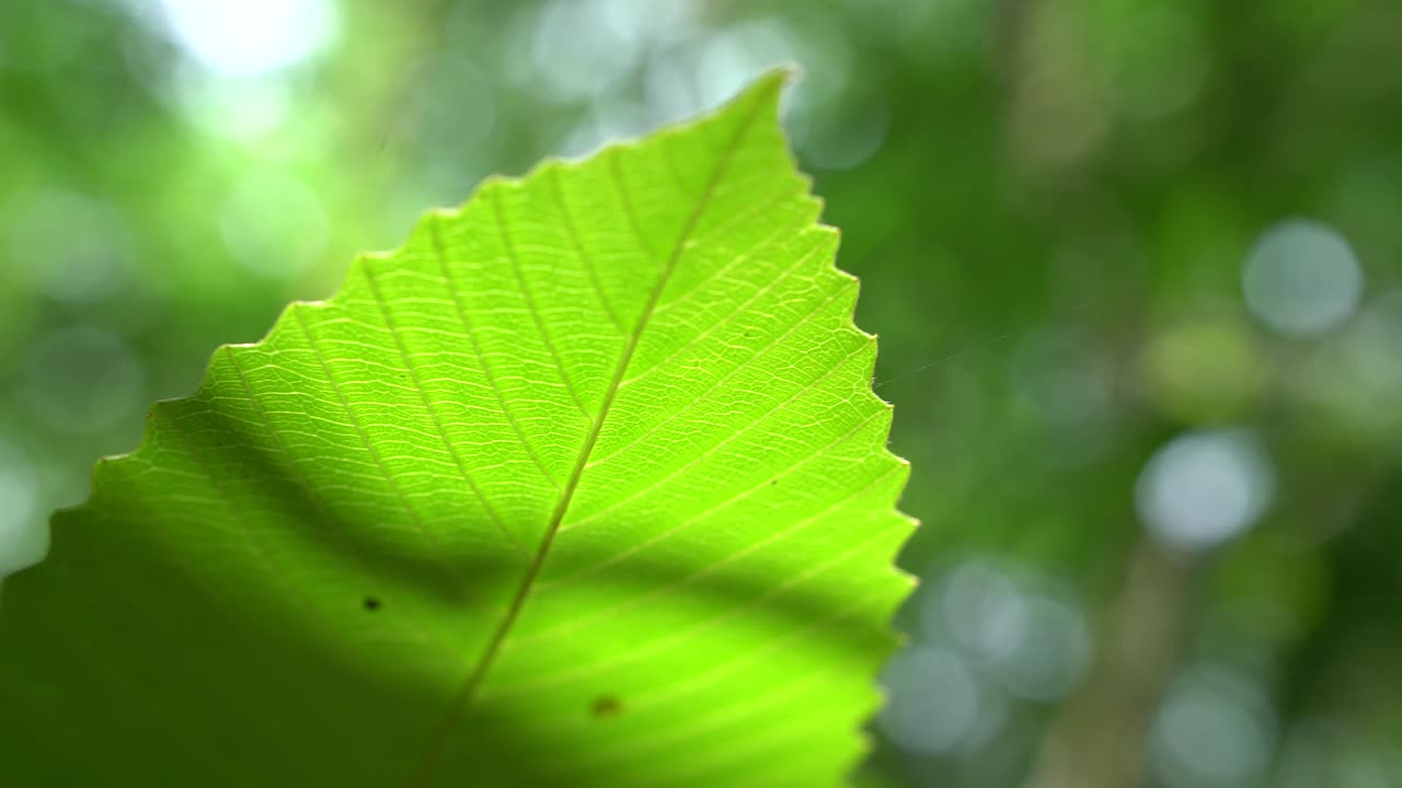imagen de cerca de la hoja en un árbol desconocido
