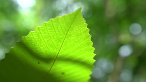 Nahaufnahme-Eines-Blattes-In-Einem-Unbekannten-Baum