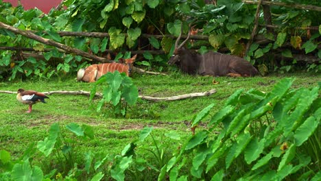 a male and a female nyala (tragelaphus angasii), resting on a lush green patch of grass surrounded by dense vegetation