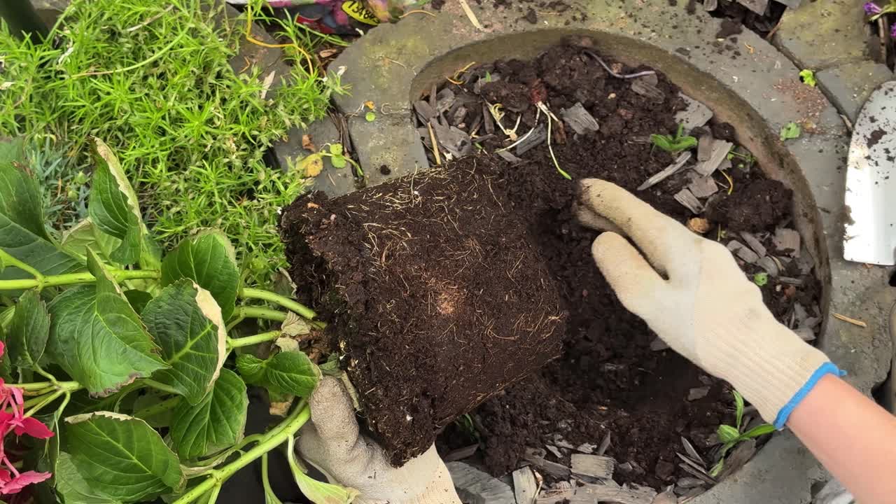 Top-down view of gloved hands planting a red hydrangea (Hortensie) into a garden container with rich soil. The scene showcases spring gardening, floral care, and outdoor potting with vivid blossoms.