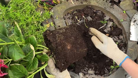 top-down view of gloved hands planting a red hydrangea (hortensie) into a garden container with rich soil. the scene showcases spring gardening, floral care, and outdoor potting with vivid blossoms.
