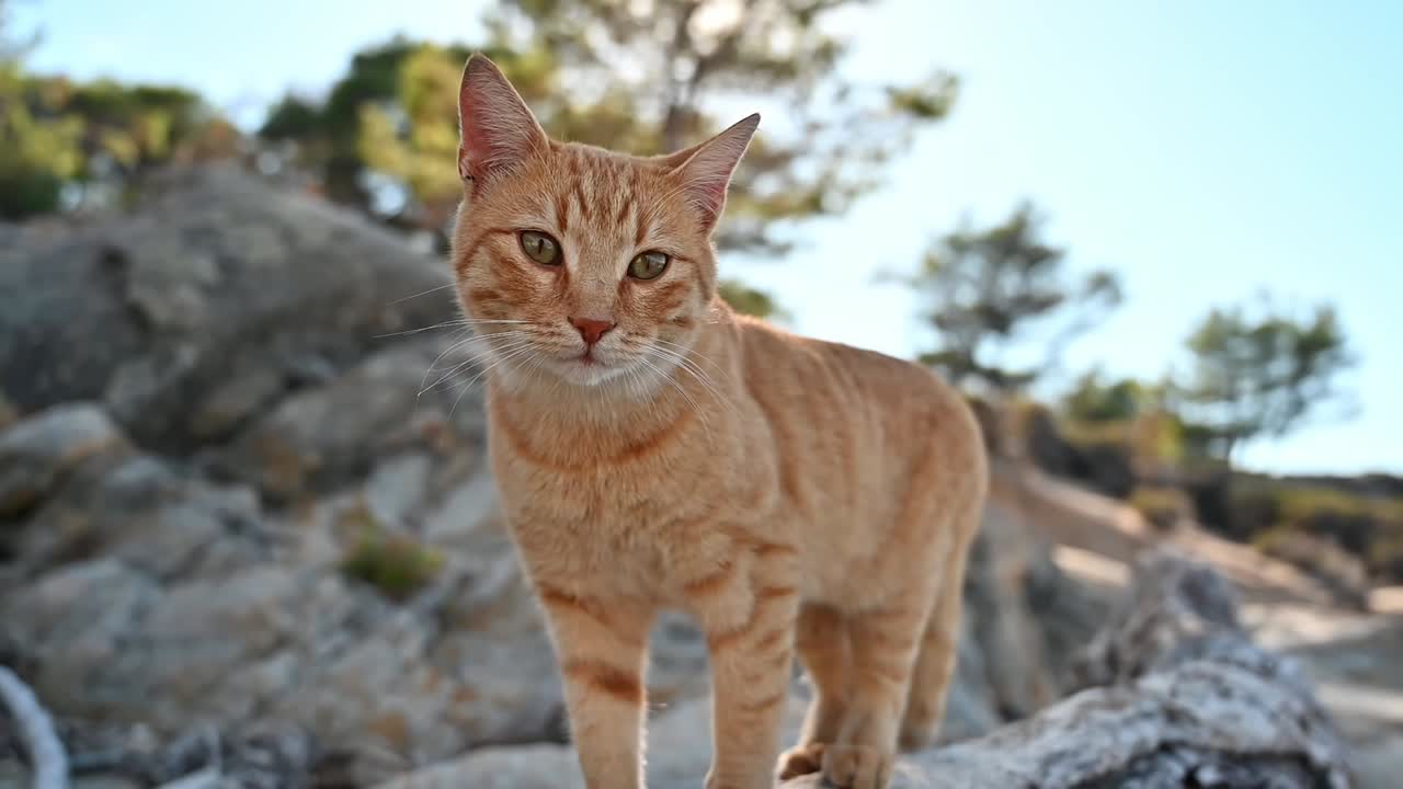 Gatto rosso che sta sulle rocce in Grecia. Rallentatore